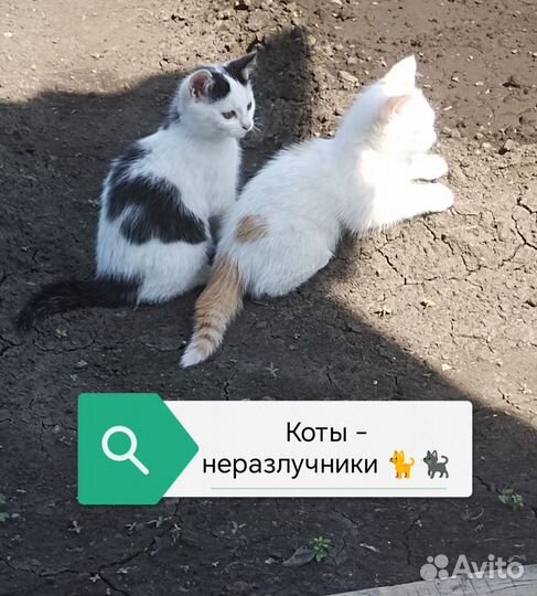 Котята