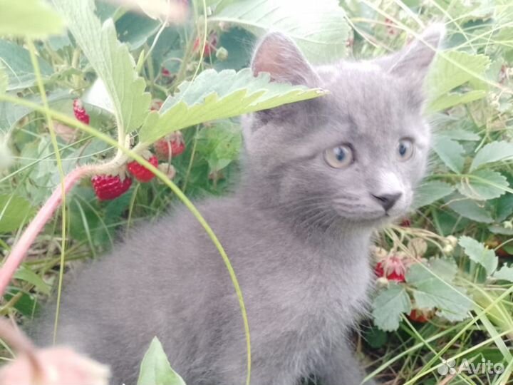 2 мальчика ищут дом