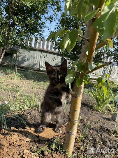 Котята в добрые руки бесплатно
