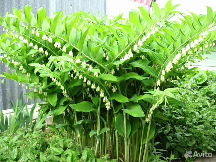 Продам цветы: купена и питуньи