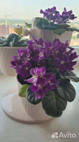 Флорариум (фиалка)