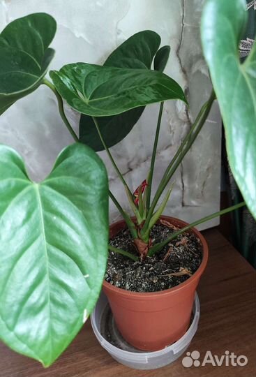 Комнатные цветы антуриум