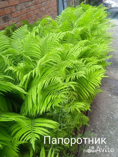 Хоста и папоротник