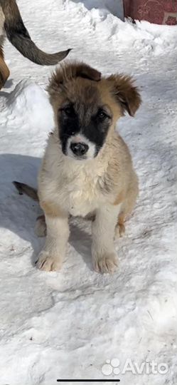 Щенки бесплатно