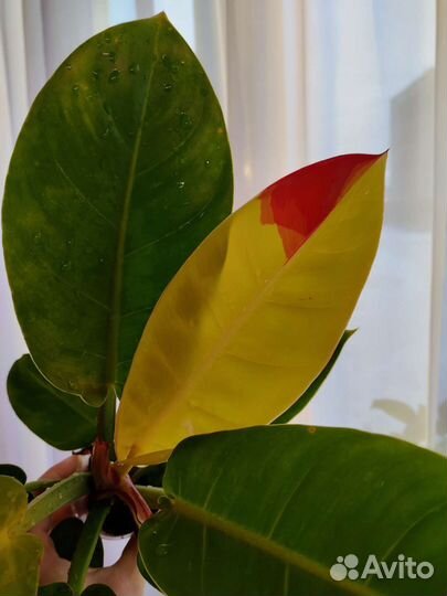 Филодендрон Санлайт Ред сплеш
