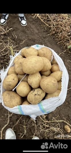 Картофель оптом от производителя
