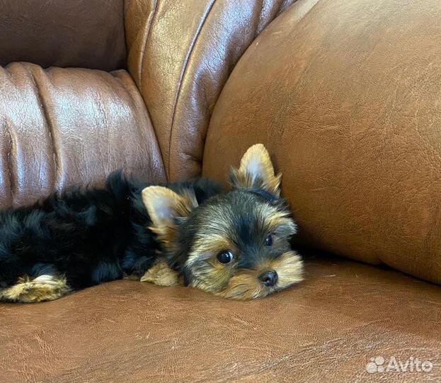 Йоркширский терьер