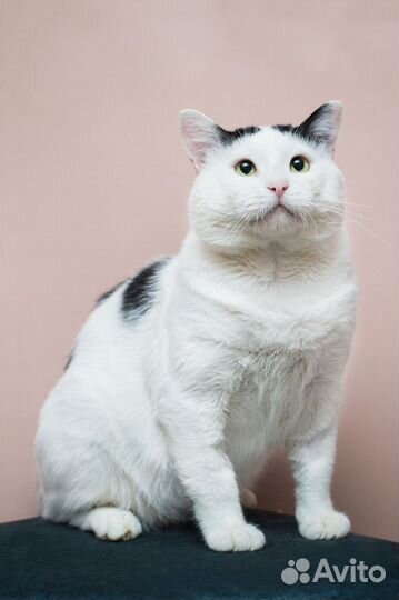 Котик толстячок колбаскин