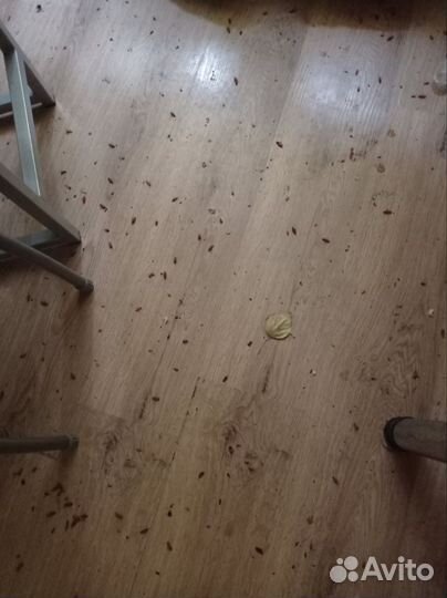 Дезинфекция тараканов, уничтожение клопов