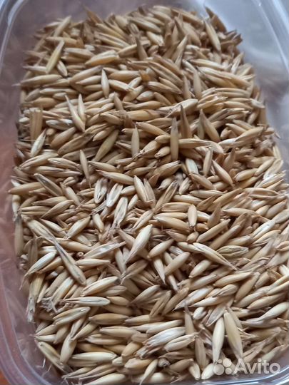 Зерно пшеница ячмень