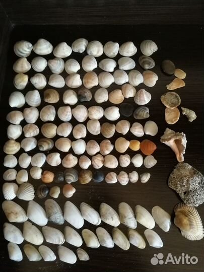 Ракушки и камушки для поделок