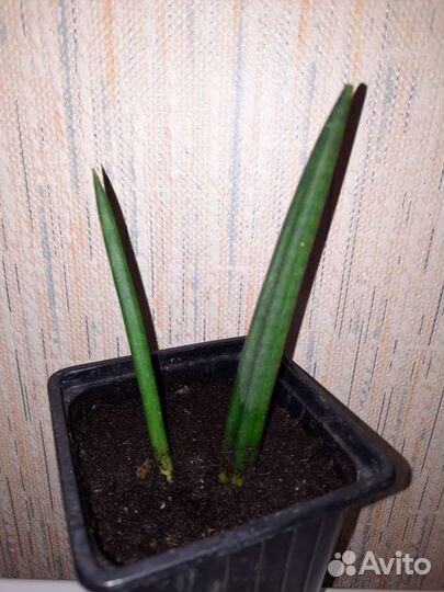 Сансевиерия цилиндрика