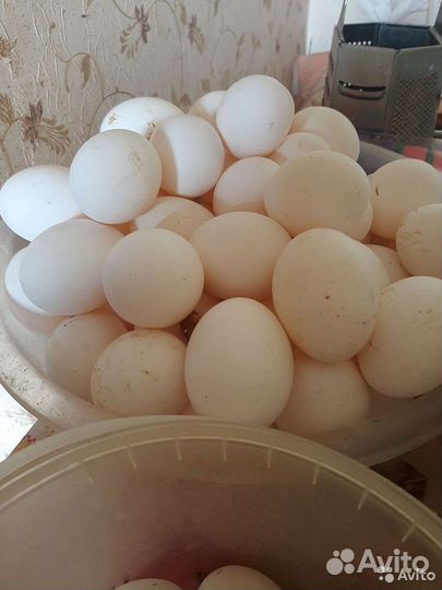 Несушки белые