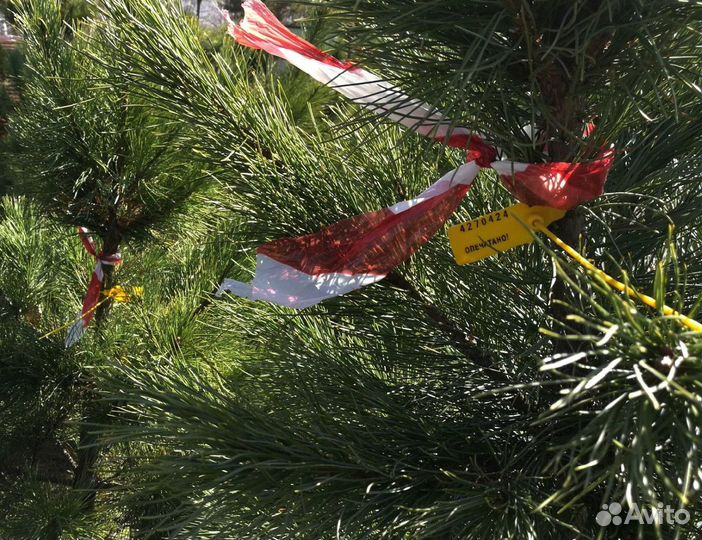 Сибирский кедр экстра класс. Саженцы