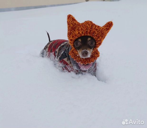 Шапка для маленькой собаки