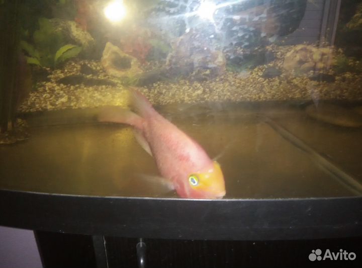 Пристроить животное на время отпуска