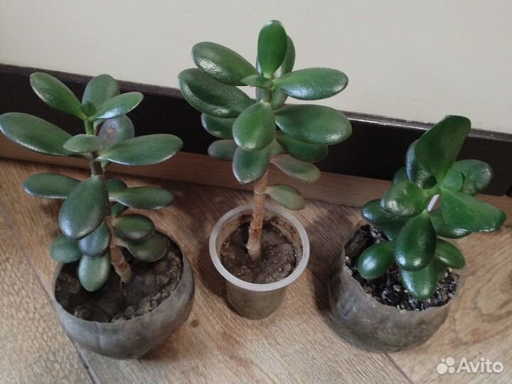 Денежное дерево, толстянка