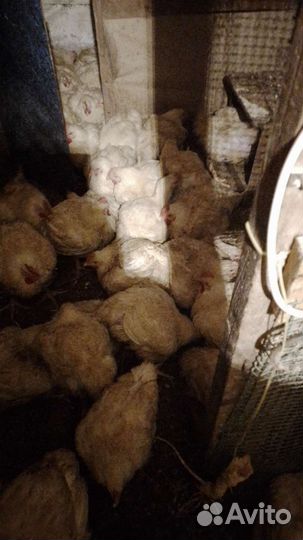 Мясо домашнего бройлера