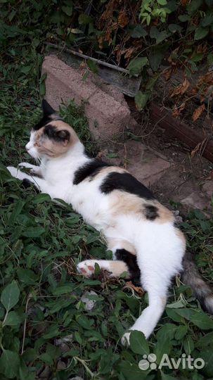 Кошка в дар