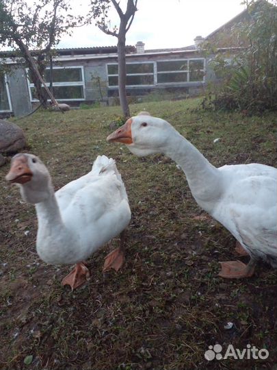 Гуси холмогоры и яицо для инкубации гусиные