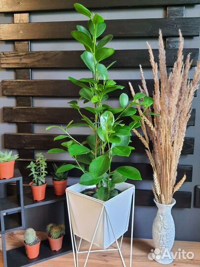 Фикусы разные
