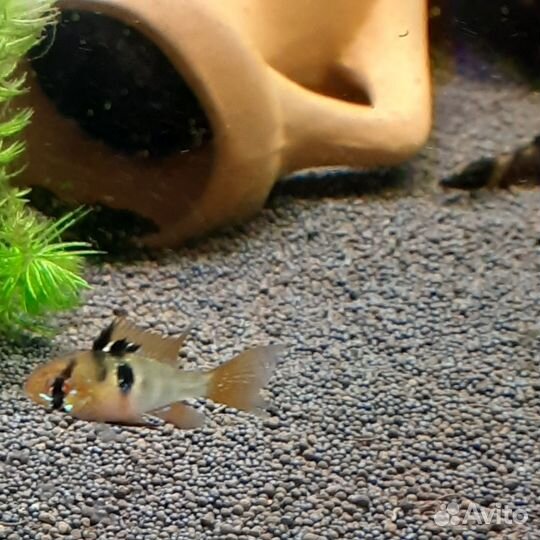 Продам Апистограмма Рамиреса