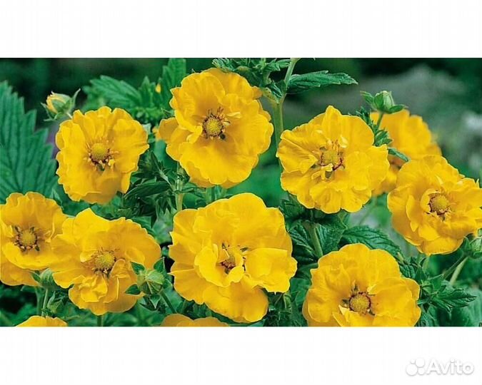 Гравилат Double Sunrise