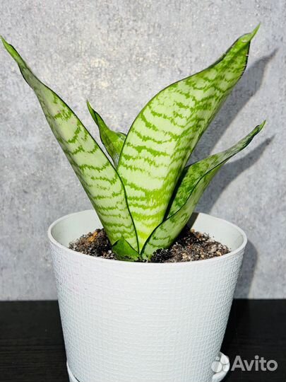 Сансевиерия ханни филиппин