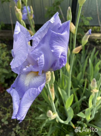 Ирис