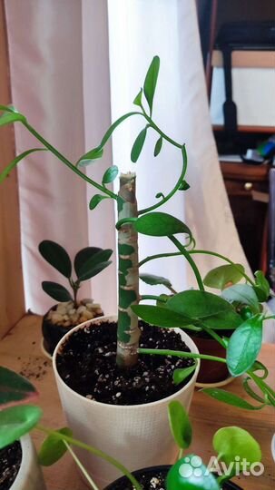 Молочай Гранта или синадениум Гранта, черенки