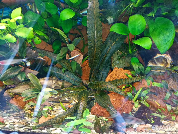 Аквариумные растения