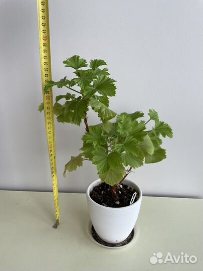 Пеларгония герань королевская Sally Munro