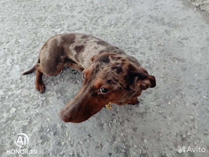 Такса вязка