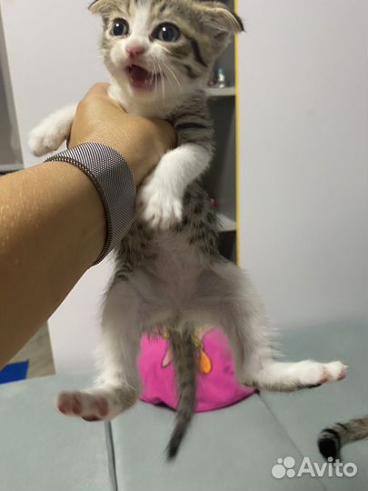 Шотландские вислоухие котята