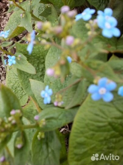 Цветы садовые и эстрагон, мята, мелиса, тмин, розы