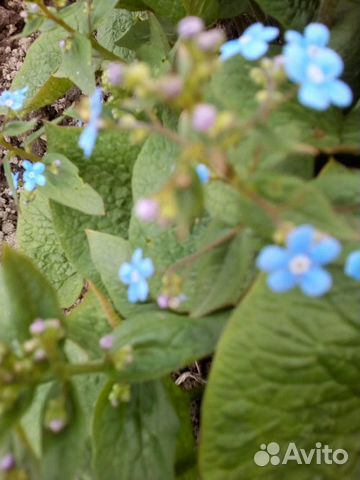 Цветы садовые и эстрагон, мята, мелиса, тмин, розы