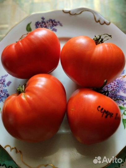Томат Сердце Хибы и т.д