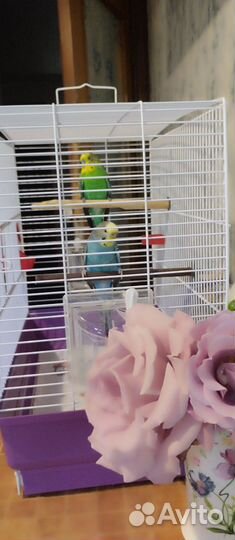 Клетка попугай
