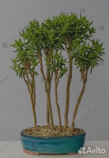 Крассула Тетрагона