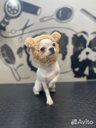 Экспресс линька чихуахуа