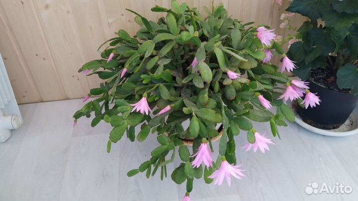 Декабрист рипсалидопсис пасхальник Торано розовый