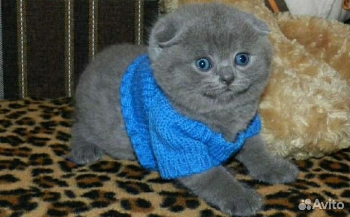 Голубая девочка вислоушка