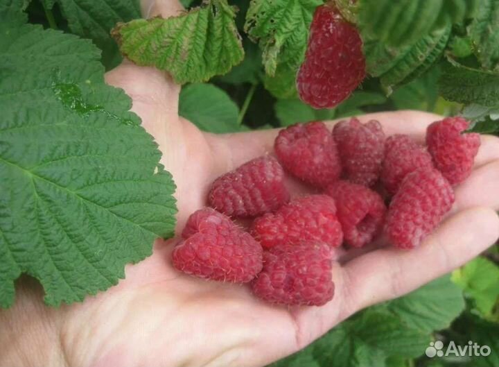 Малина саженцы