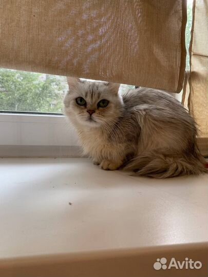Персидская кошка