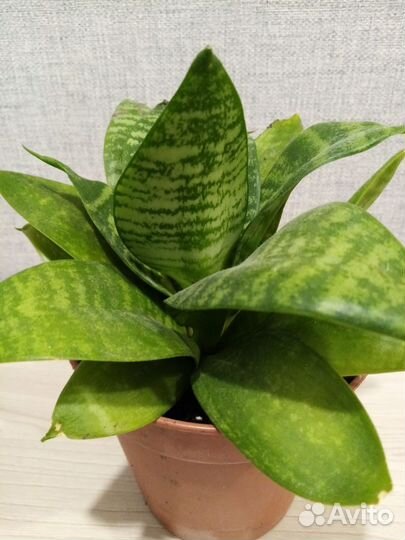 Сансевиерия ханни грин