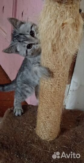 Шотландская