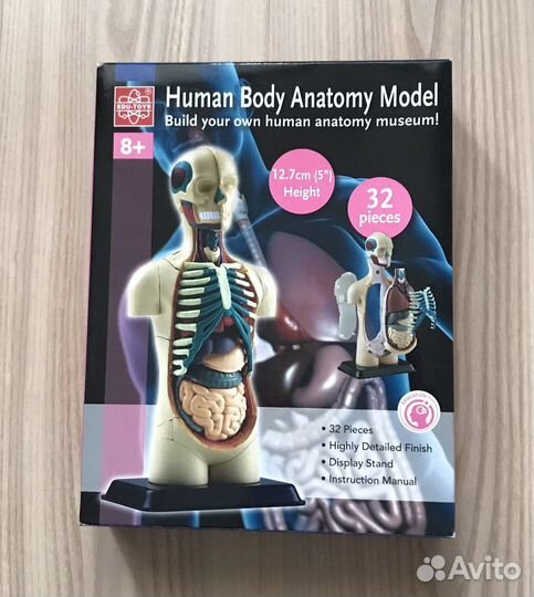 Анатомическая модель