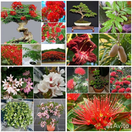 Делонекс,Кигелия,Метросидерос,Рафиолепсис семена