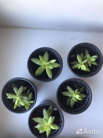 Толстянка суккулент растение цветок