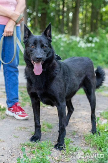 Отдам собаку